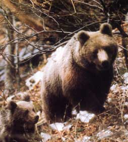 orso